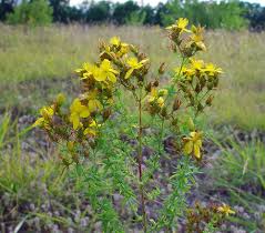 Image result for Hypericum perforatum