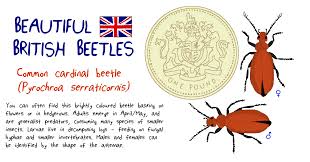 Attēlu rezultāti vaicājumam “Schizotus pectinicornis larva”