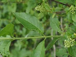Attēlu rezultāti vaicājumam “Euonymus europaeus leaf”