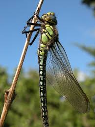 Attēlu rezultāti vaicājumam “Brachytron pratense”