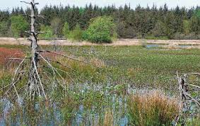 Attēlu rezultāti vaicājumam “Coenagrion armatum male”