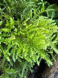 Attēlu rezultāti vaicājumam “Thamnobryum alopecurum”