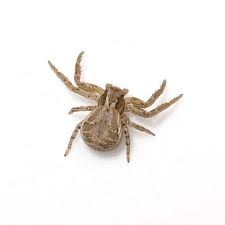 Image result for crab spider