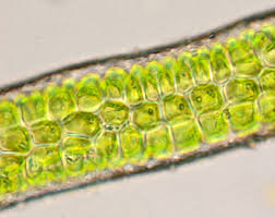 Attēlu rezultāti vaicājumam “Enteromorpha sp.”