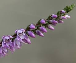 Attēlu rezultāti vaicājumam “Calluna vulgaris flower”