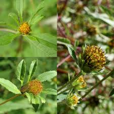 Attēlu rezultāti vaicājumam “Bidens frondosa fruit”