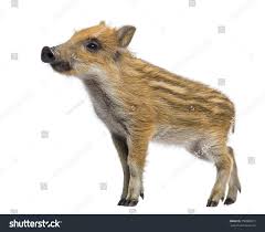 Attēlu rezultāti vaicājumam “Sus scrofa”