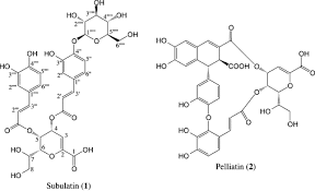 Attēlu rezultāti vaicājumam “Jungermannia subulata”