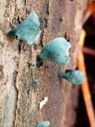 Attēlu rezultāti vaicājumam “Chlorociboria aeruginascens”