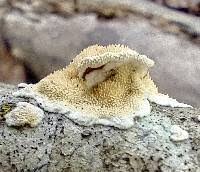 Attēlu rezultāti vaicājumam “Steccherinum bourdotii”