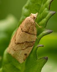 Attēlu rezultāti vaicājumam “Pandemis”