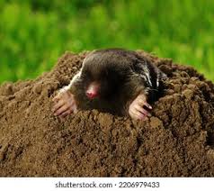 Attēlu rezultāti vaicājumam “Talpa europaea”