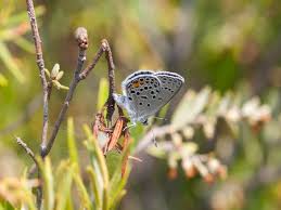 Attēlu rezultāti vaicājumam “Vacciniina optilete”