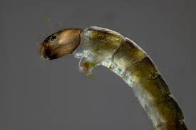 Attēlu rezultāti vaicājumam “Chironomidae”