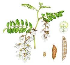 Attēlu rezultāti vaicājumam “Robinia”
