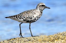 Attēlu rezultāti vaicājumam “Pluvialis squatarola”