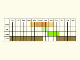 Attēlu rezultāti vaicājumam “Lacanobia contigua imago”