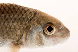 Image result for Moxostoma erythrurum