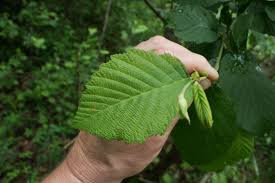 Attēlu rezultāti vaicājumam “Alnus incana leaf”