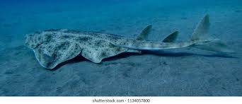 Image result for Squatina squatina