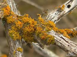 Attēlu rezultāti vaicājumam “Xanthoria polycarpa”