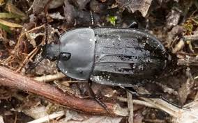 Attēlu rezultāti vaicājumam “Silpha obscura”