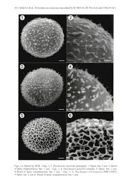 Attēlu rezultāti vaicājumam “Lamproderma pseudomaculatum spores”