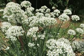 Image result for Allium tuberosum