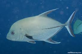 Image result for Caranx lugubris