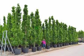 Attēlu rezultāti vaicājumam “Quercus robur Fastigiata”