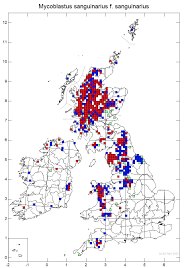 Attēlu rezultāti vaicājumam “Mycoblastus sanguinarius”