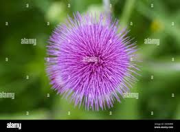 Attēlu rezultāti vaicājumam “Cirsium heterophyllum flower”