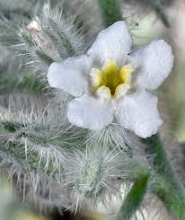 Attēlu rezultāti vaicājumam “Cribraria oregana”