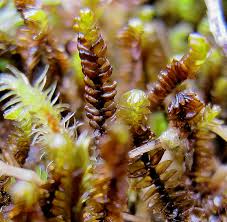 Attēlu rezultāti vaicājumam “Anastrophyllum minutum”