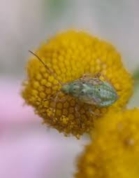 Attēlu rezultāti vaicājumam “Lygus pratensis nymph”