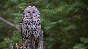 Attēlu rezultāti vaicājumam “Strix uralensis adult”