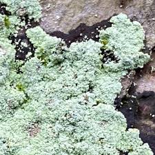 Attēlu rezultāti vaicājumam “Lepraria”