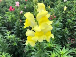 Image result for Antirrhinum majus
