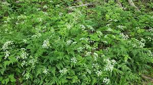 Attēlu rezultāti vaicājumam “Anthriscus sylvestris leaf”