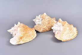 Image result for Aliger gigas