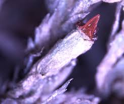 Attēlu rezultāti vaicājumam “Fontinalis antipyretica subsp. gracilis”