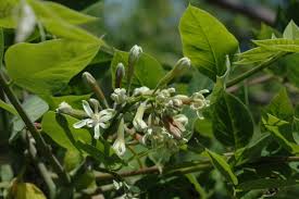 Attēlu rezultāti vaicājumam “Gymnocladus dioicus”