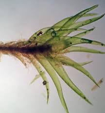 Attēlu rezultāti vaicājumam “Dicranum flagellare”