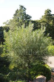 Attēlu rezultāti vaicājumam “Salix rosmarinifolia”