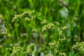 Attēlu rezultāti vaicājumam “Galium album leaf”