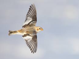 Attēlu rezultāti vaicājumam “Plectrophenax nivalis”