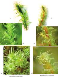 Attēlu rezultāti vaicājumam “Rhytidiadelphus subpinnatus”