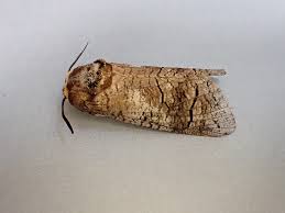 Attēlu rezultāti vaicājumam “Rusina ferruginea male”