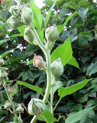 Attēlu rezultāti vaicājumam “Oenothera rubricauli bud”