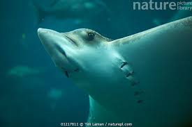 Image result for Aetobatus narinari